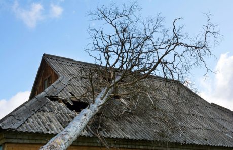 Dachschaden durch Baum