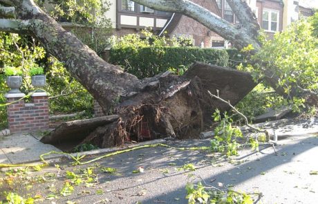 Entwurzelter Baum